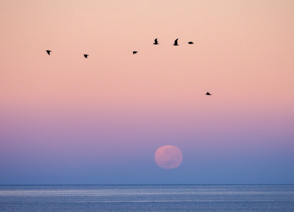 Early flight: A flock of gulls start the day in front of a setting full moon.