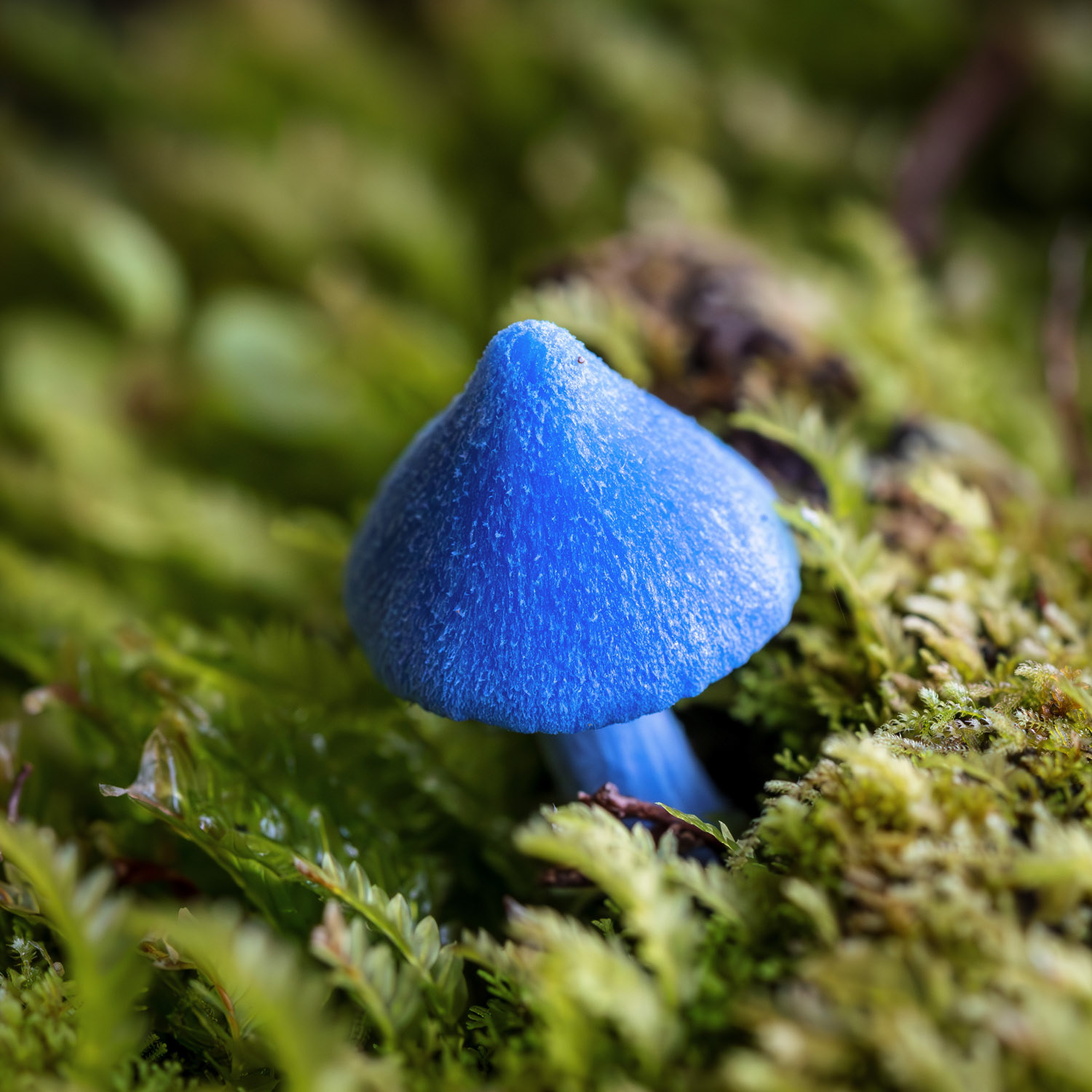The Māori name for this mushroom is werewere-kōkako, because its colour is similar to the blue wattle of the kōkako bird. Its the only mushroom featured on money - on the NZ $50 note.
