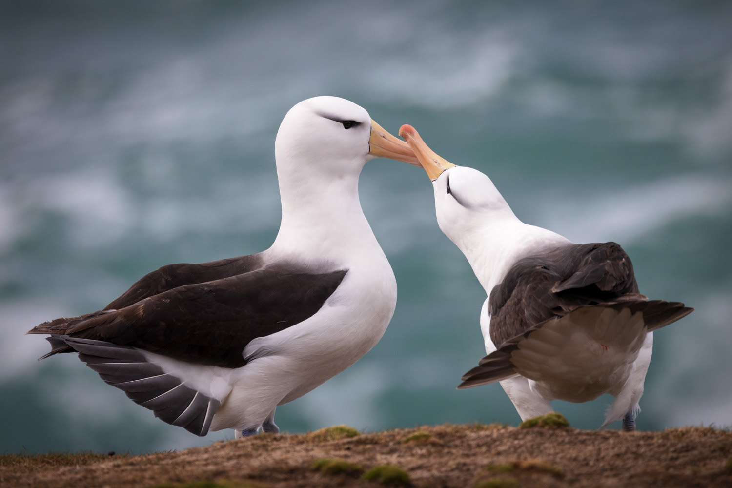 Courting pair of black-browed albatrosses, Saunders Island, the Falklands