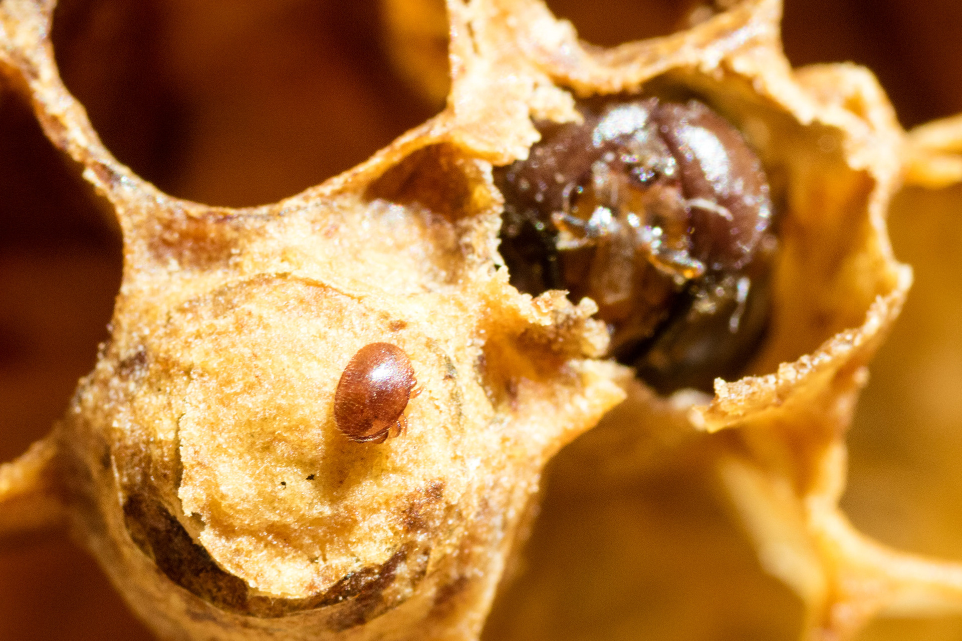 The scourge of beehives: the varroa mite kills larvae and infects them with viruses.