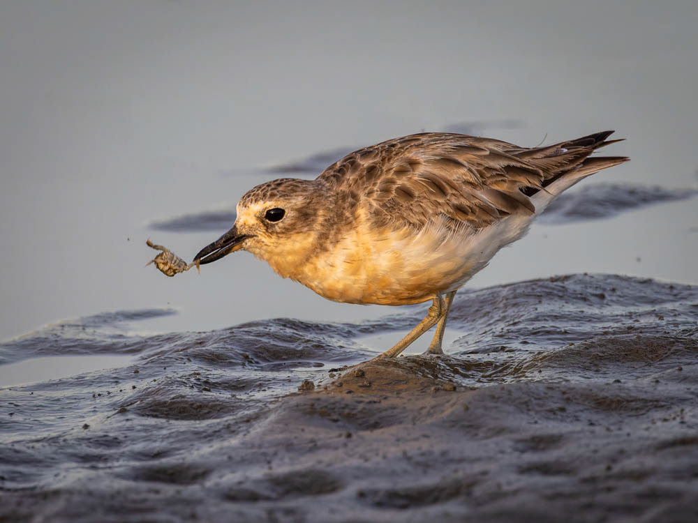 Tūturiwhatu (NZ dotterill) - Waikanae estuary