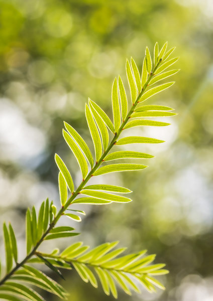 Reaching for the light: Miro leaves on the Milford Track (very similar matai leaves are blunt at the tip).