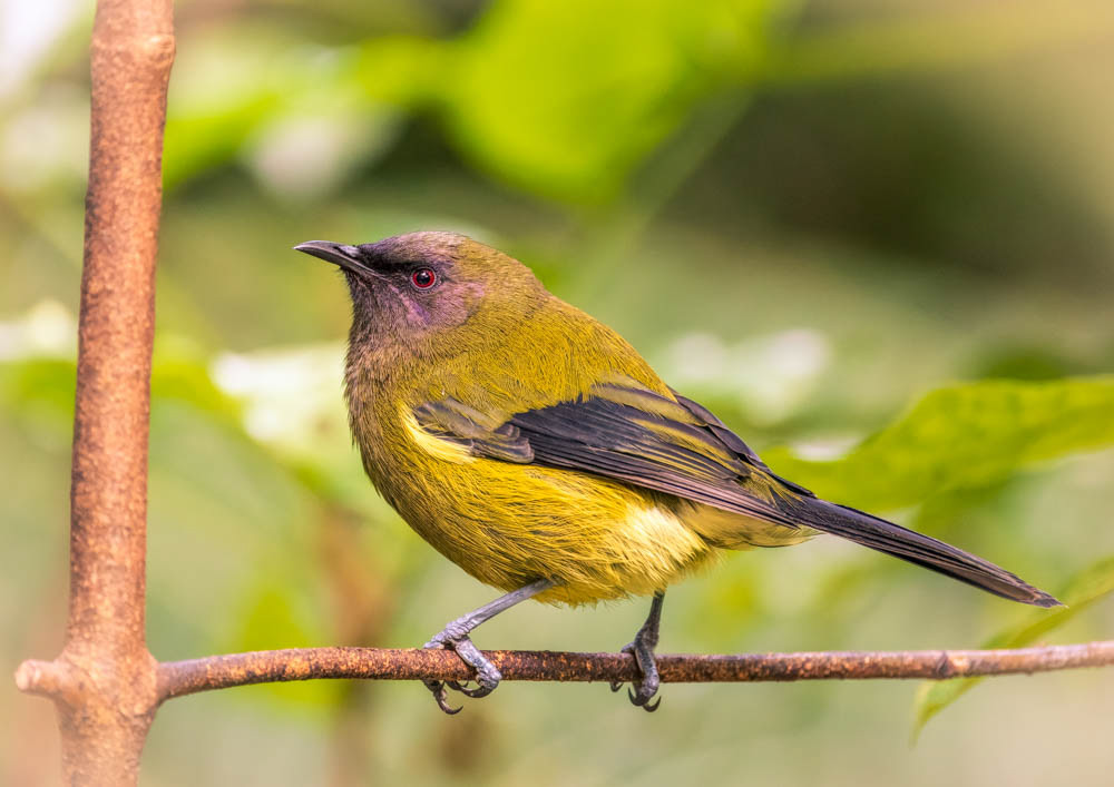 Korimako (bellbird) - Kapiti Island