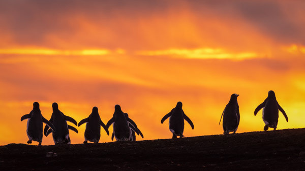 Marching home: A group of gentoo penguins march back home on Sealion Island, Falklands after a successful day fishing.