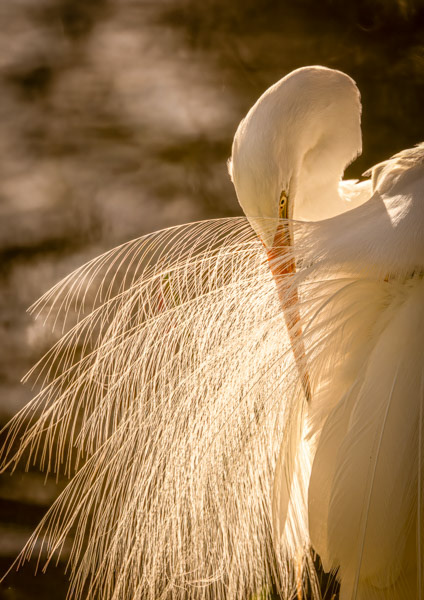 Kotuku in morning light #1: Early in the morning, a few days before Christmas, I watched a kotuku catching inanga in the shadows of Waimanu Lagoon, Waikanae. It then stepped out into the sunlight to preen its feathers and the light radiated out