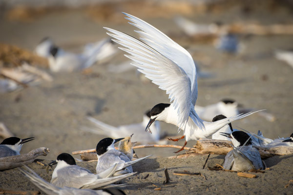Breakfast: A pair of white-fronted terns (tara) feeding their chick. The early morning sun warmed this family at Waikanae Estuary, contrasting the brown chick with its monochromatic parents.