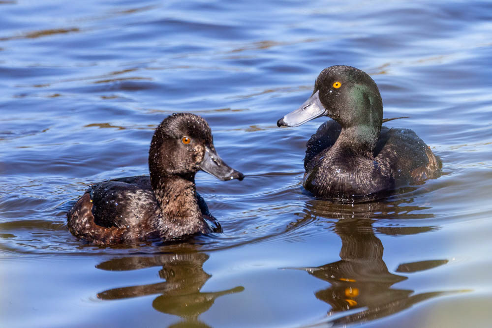 Pāpango. (scaup) female and male - Waikanae estuary