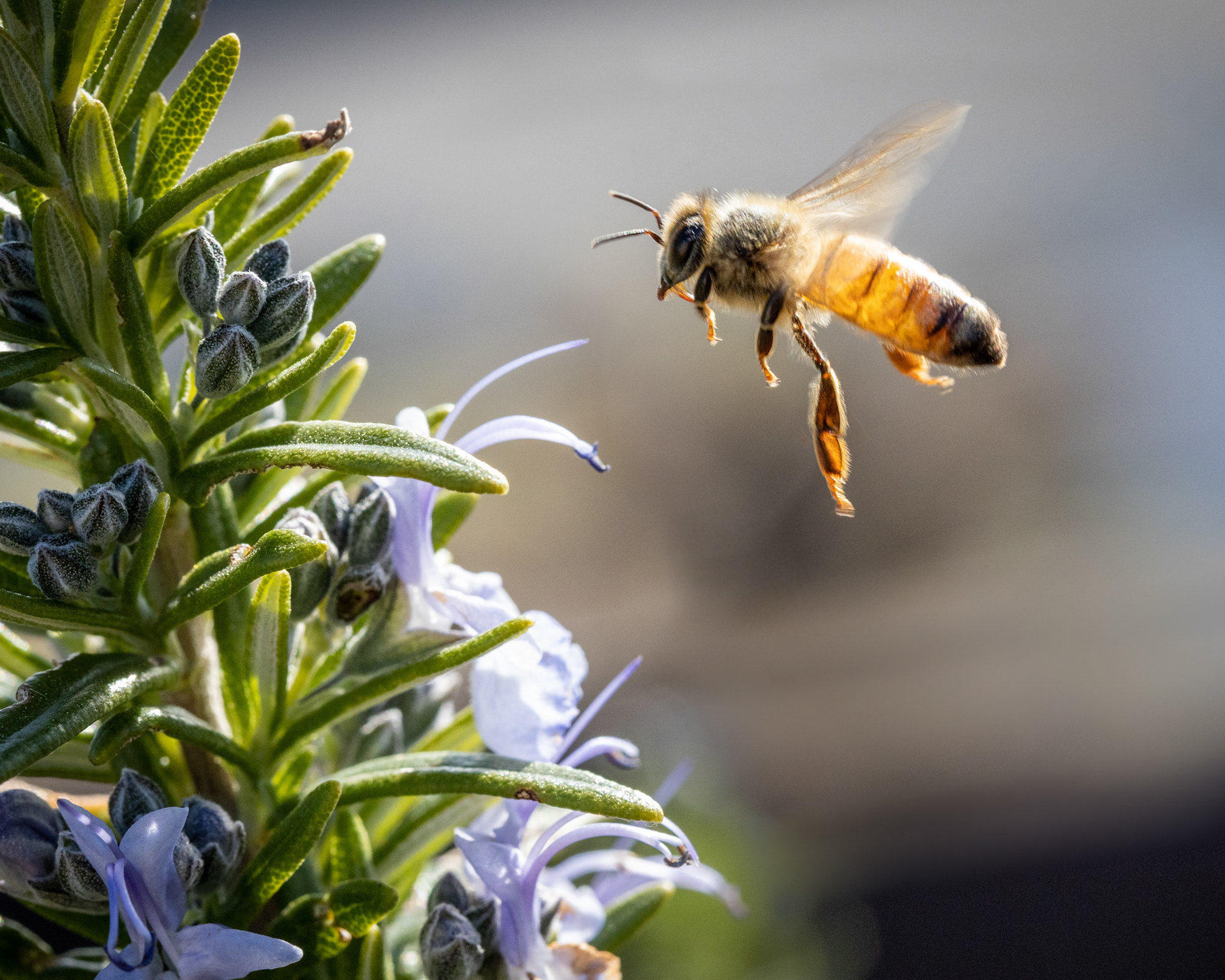 A bee visiting our rosemary bush.