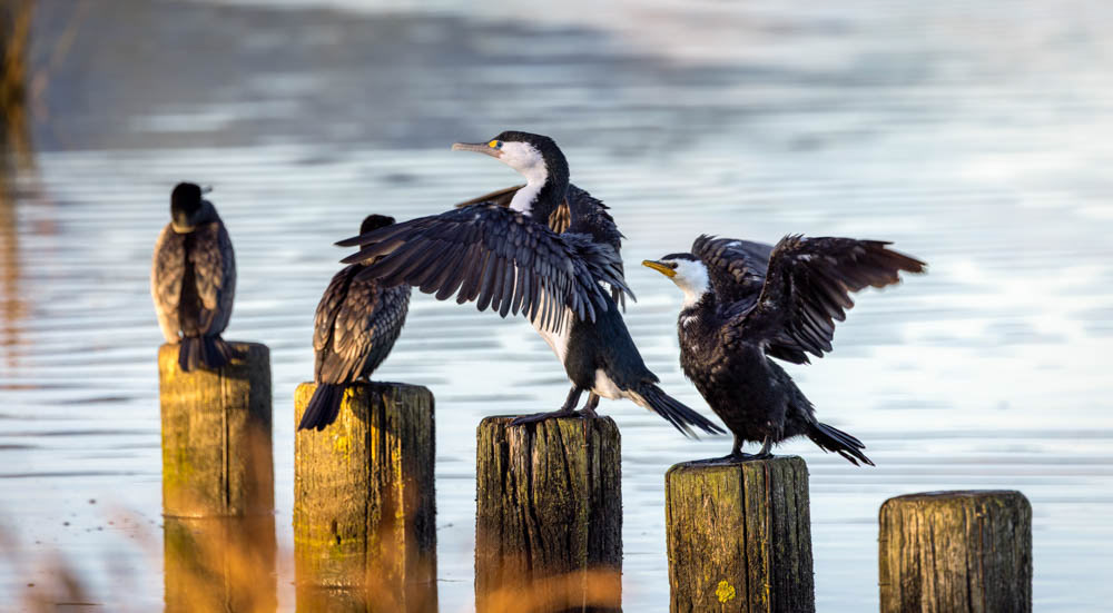 Black, pied and little shags - Waikane estuary