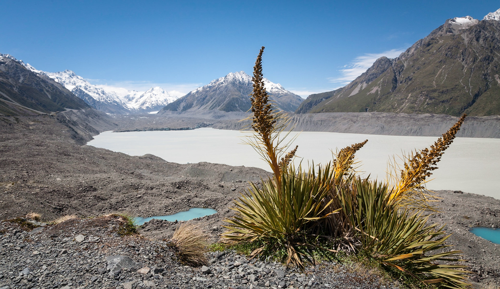 Spaniard / taramea, Mt Cook NP