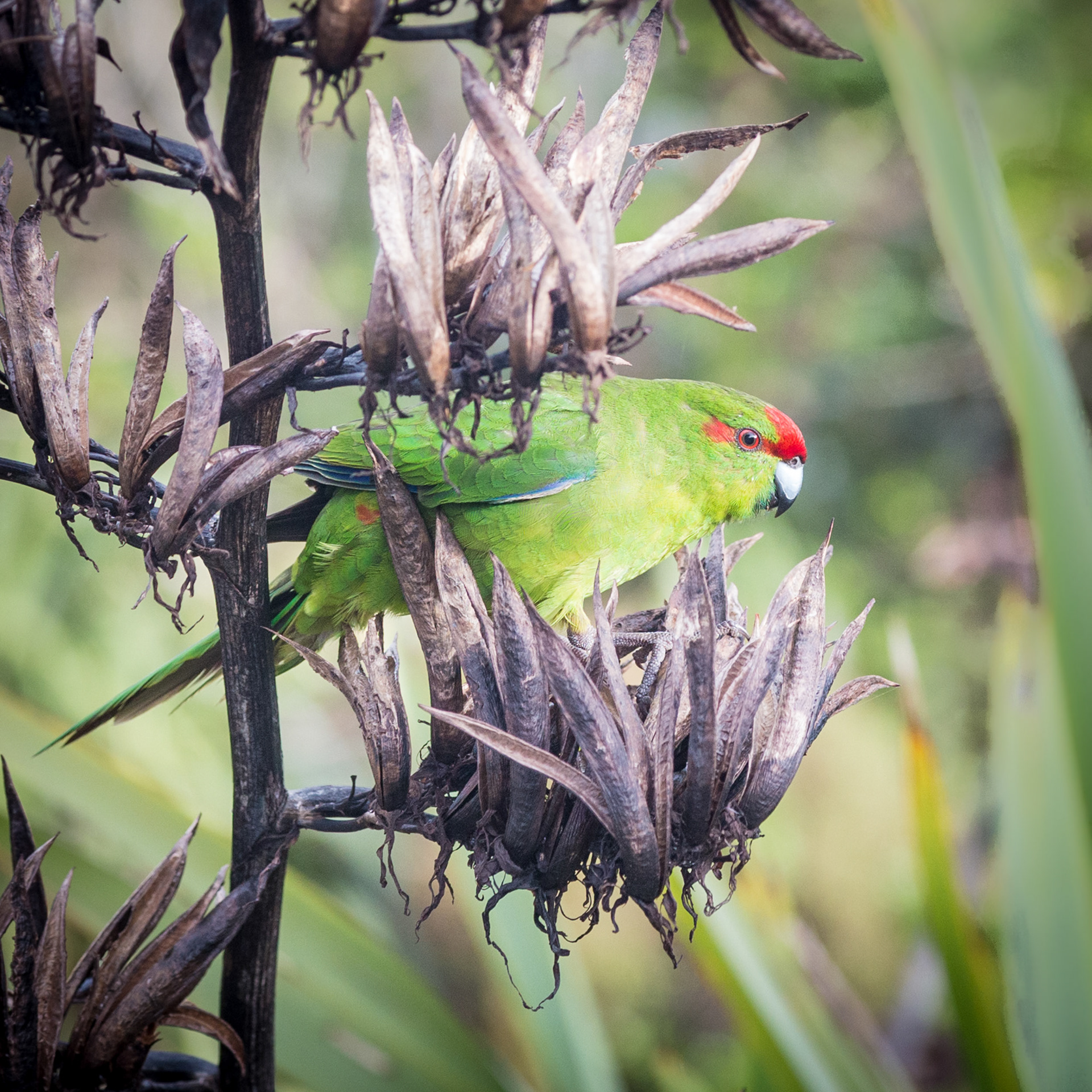 Red crowned parakeet / kakariki / SOmes Island