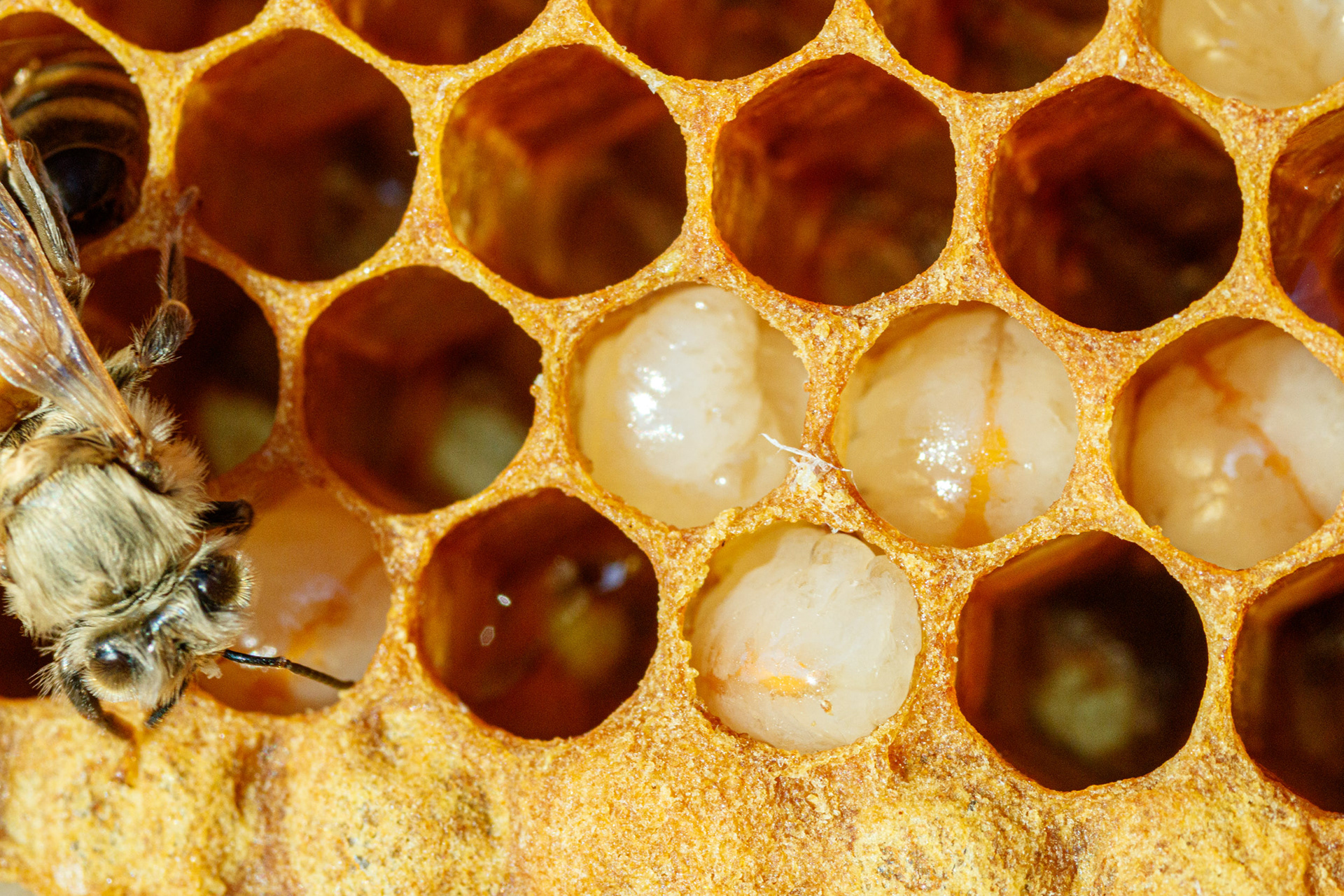 Nice fat bee larvae.