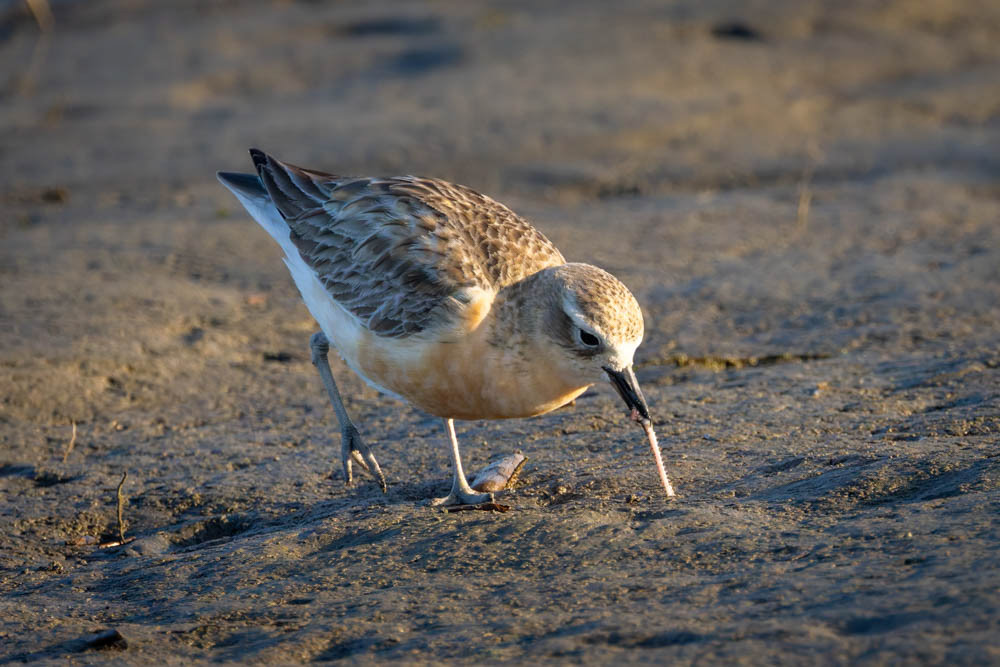 Tūturiwhatu (NZ dotterill) - Waikanae estuary