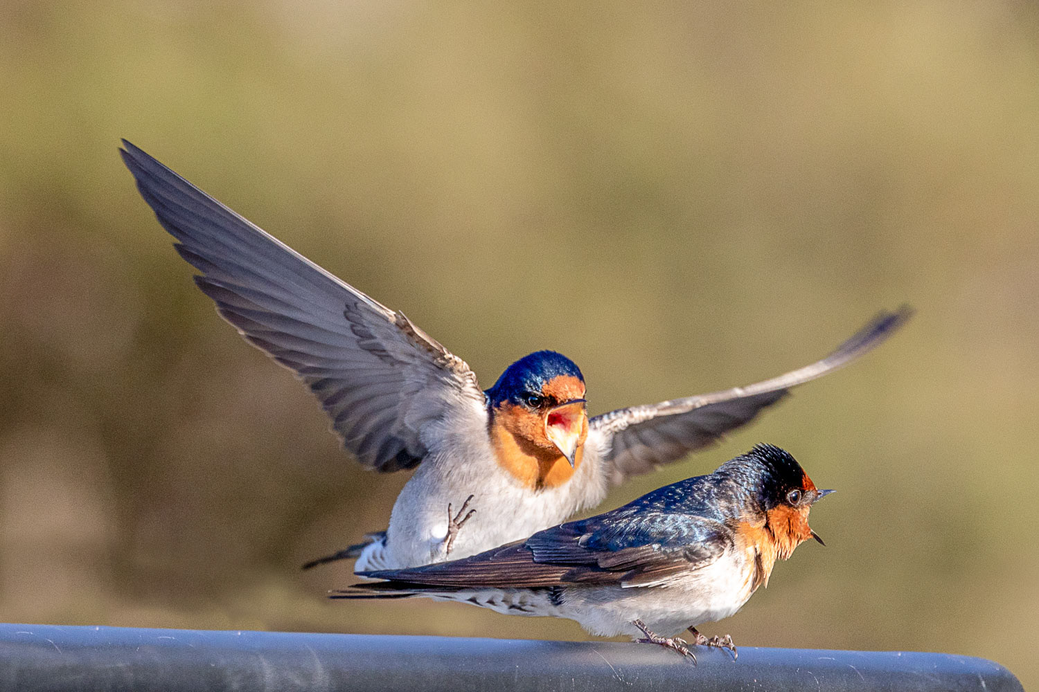 Warou / welcome swallow - Lake Wairarapa