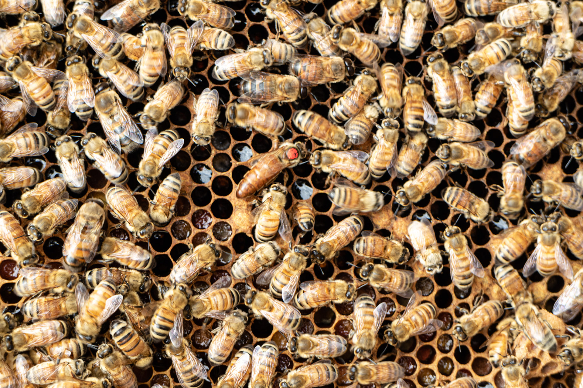 Bees feeding and looking after their larvae. The queen is marked with a red dot so she is easier to see.