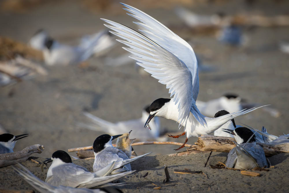 Tara (white-fronted tern) - Waikanae estuary