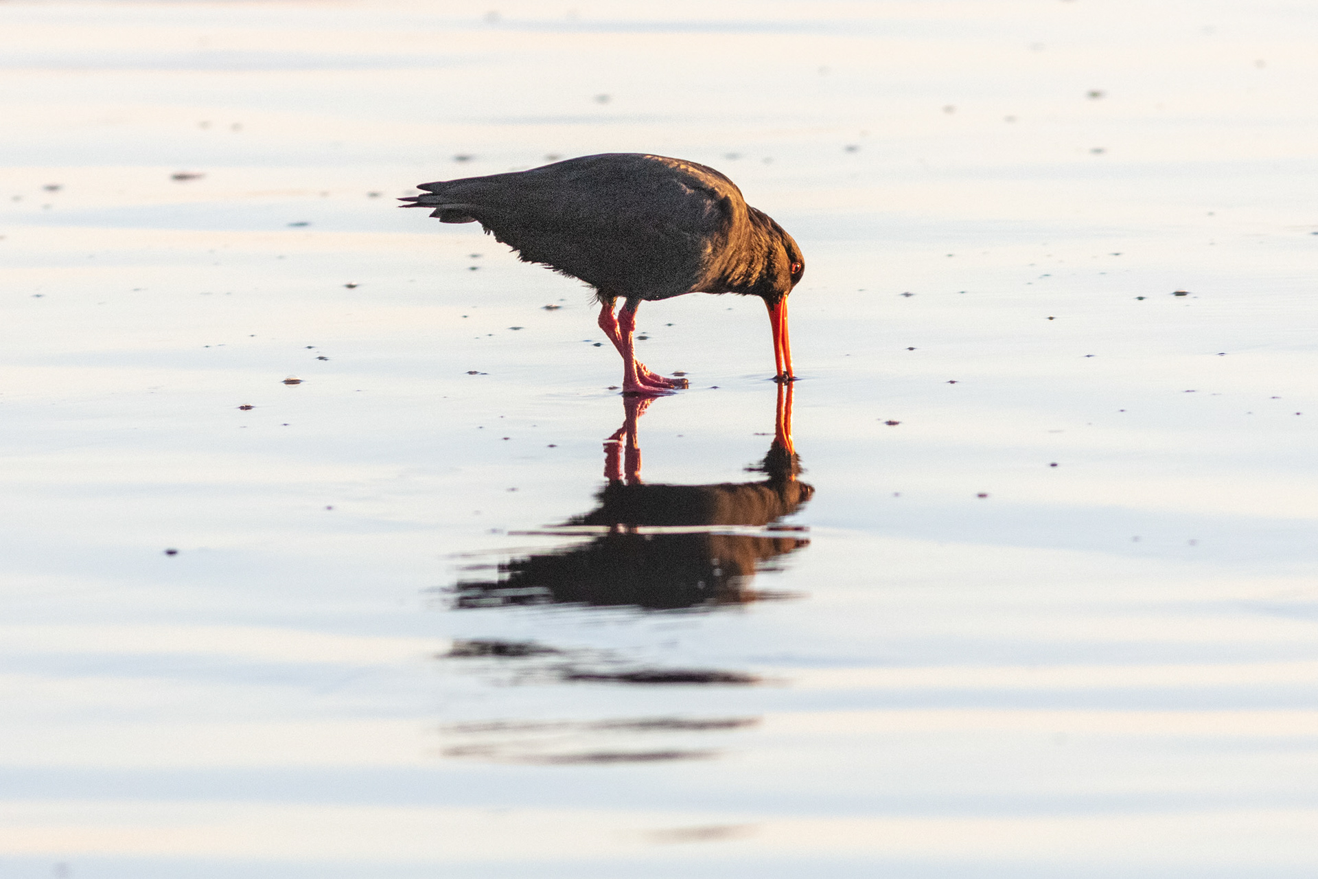 Variable oystercatcher / torea-pango
