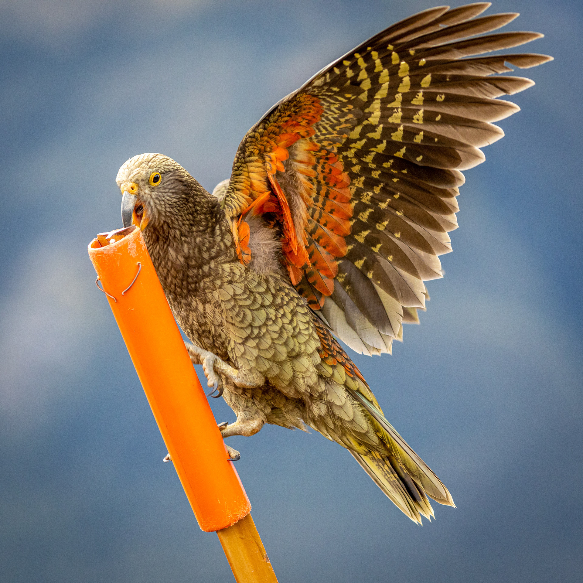 Kea - Brewster Hut, Haast