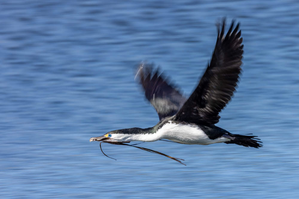 Kāruhiruhi (pied shag) - Waikanae estuary