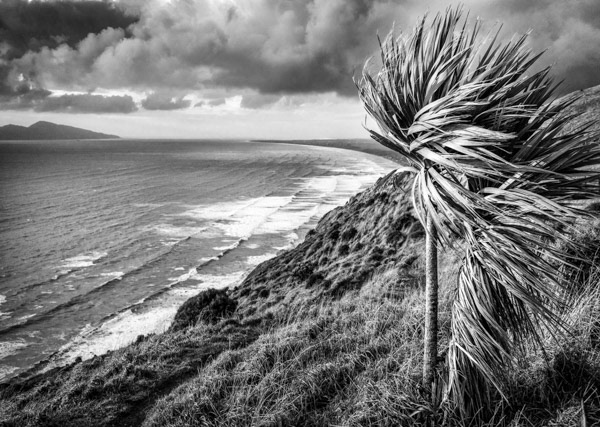 Ti kouka in a nor‘wester: A cabbage tree braces against the wind along the Escarpment Track