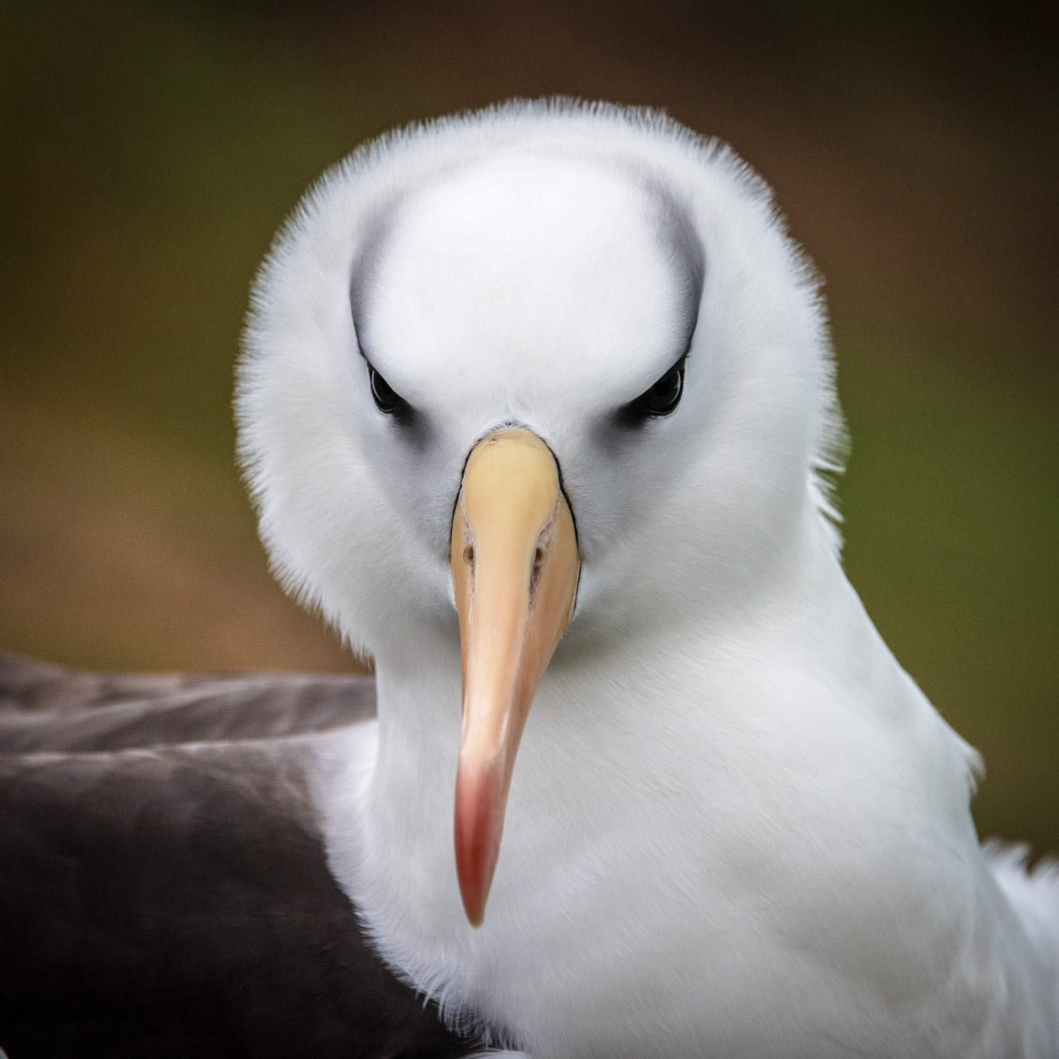 Portrait of black-browed albatross, Saunders Island, the Falklands.