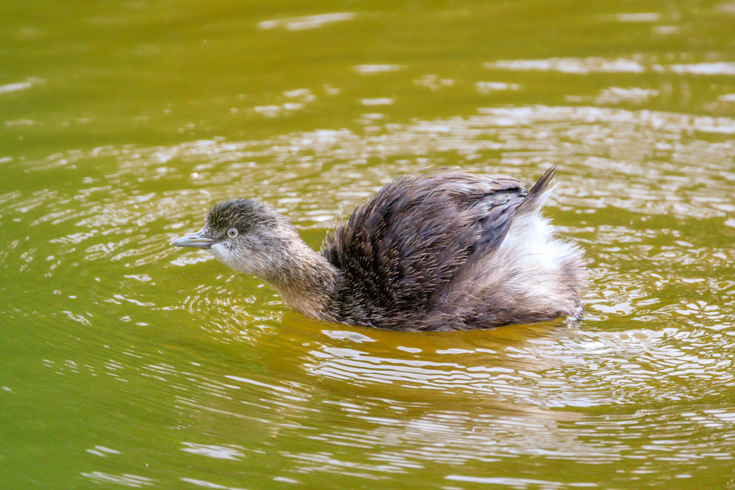 Waiwea / dabchick - Kapiti