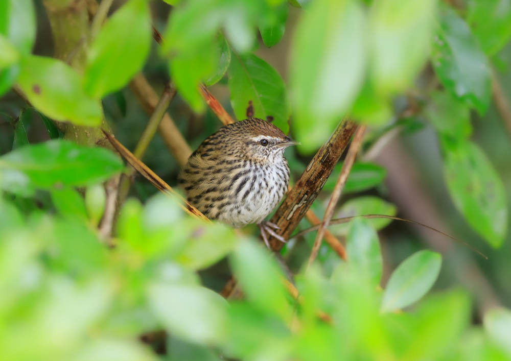 Mātātā (fernbird) - Okarito