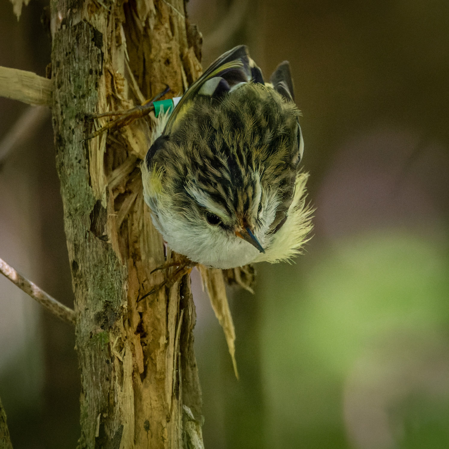 Titipounamu / rifleman - Zealandia