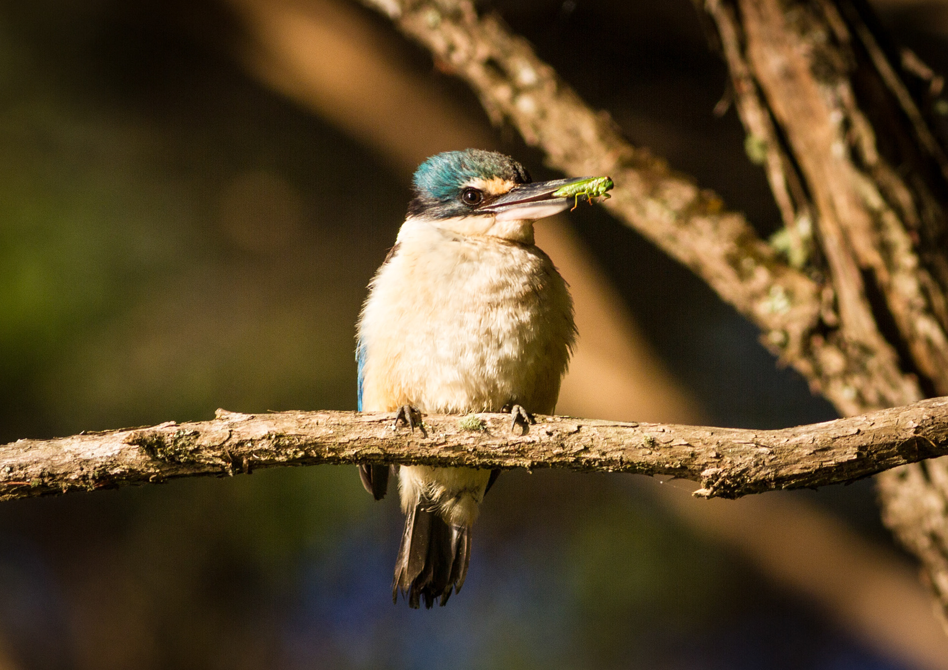 Kingfisher / kotare - Aotea Harbour