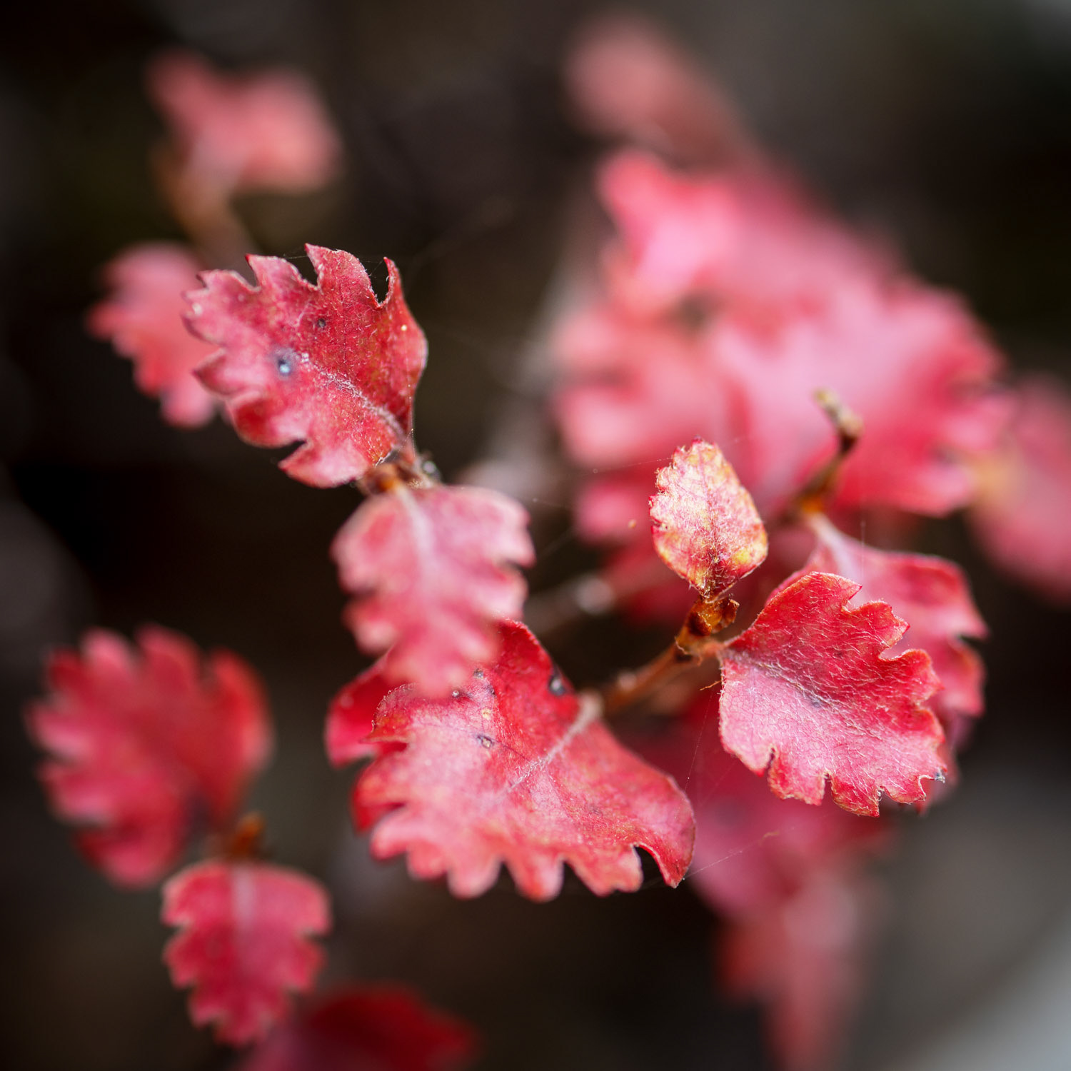 Beech seedlings