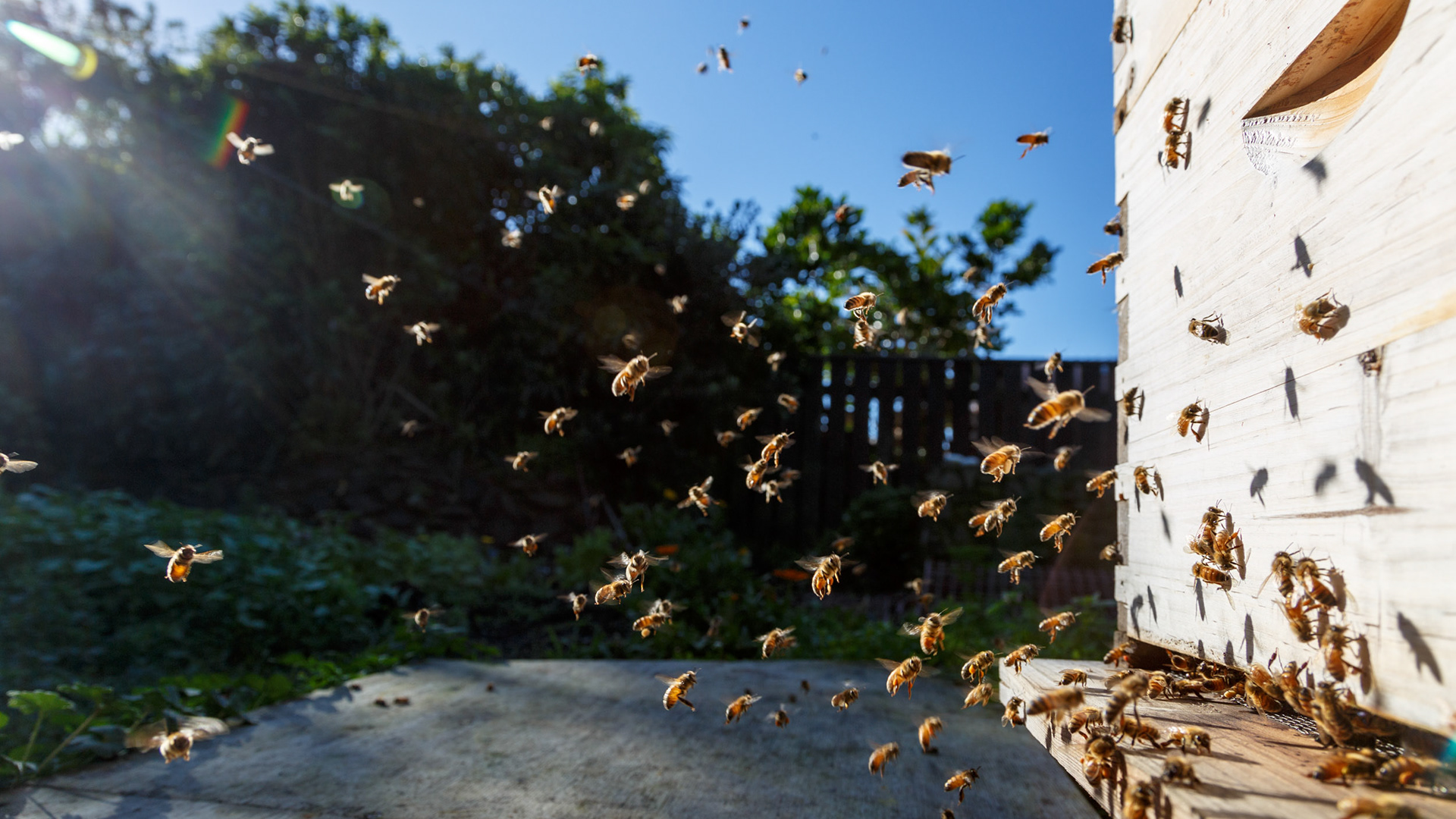 A hive of activity (in our vege garden).