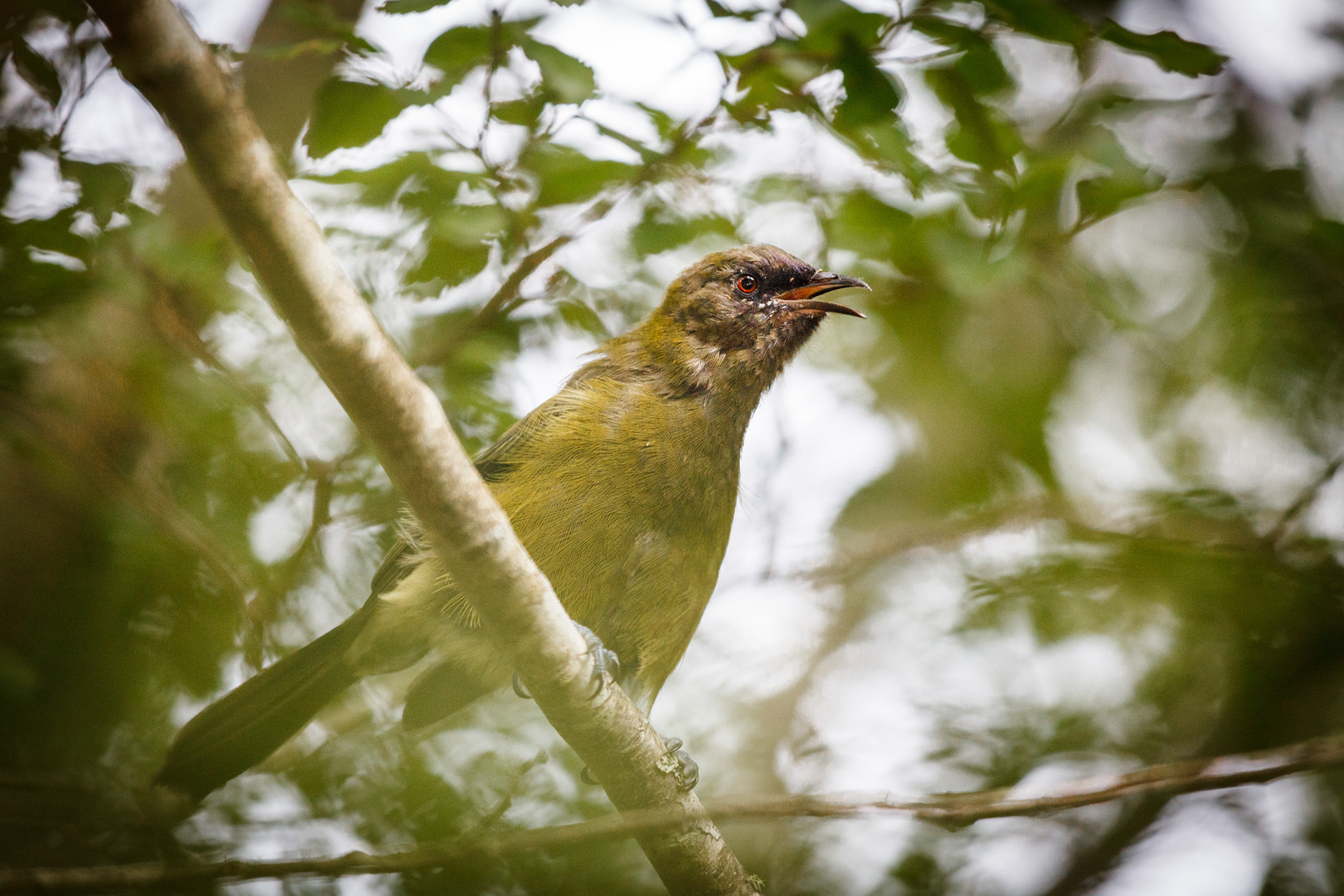 Bellbird / korimako - Mt Owen
