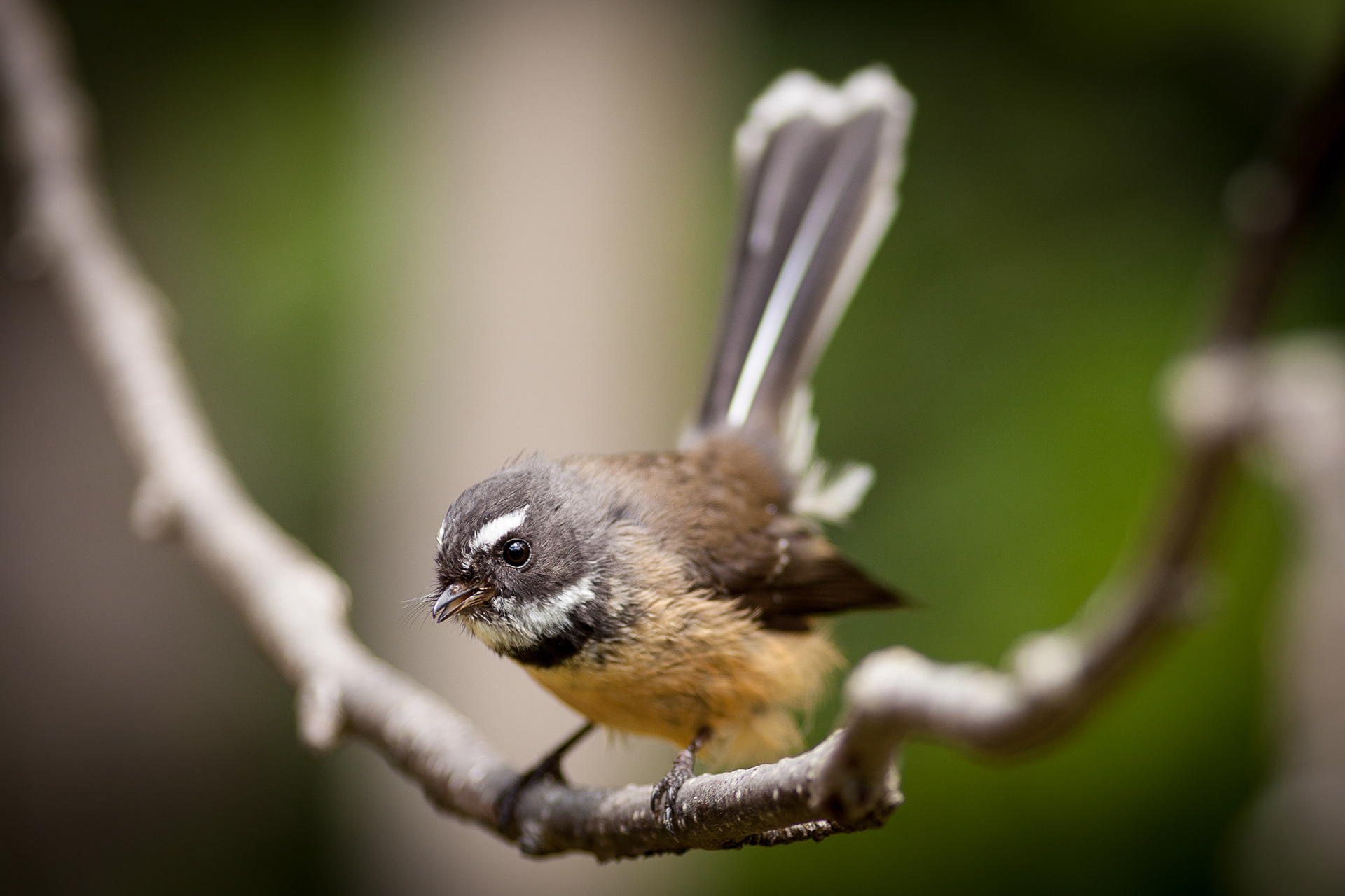 Fantail / piwakawaka - Paekakariki