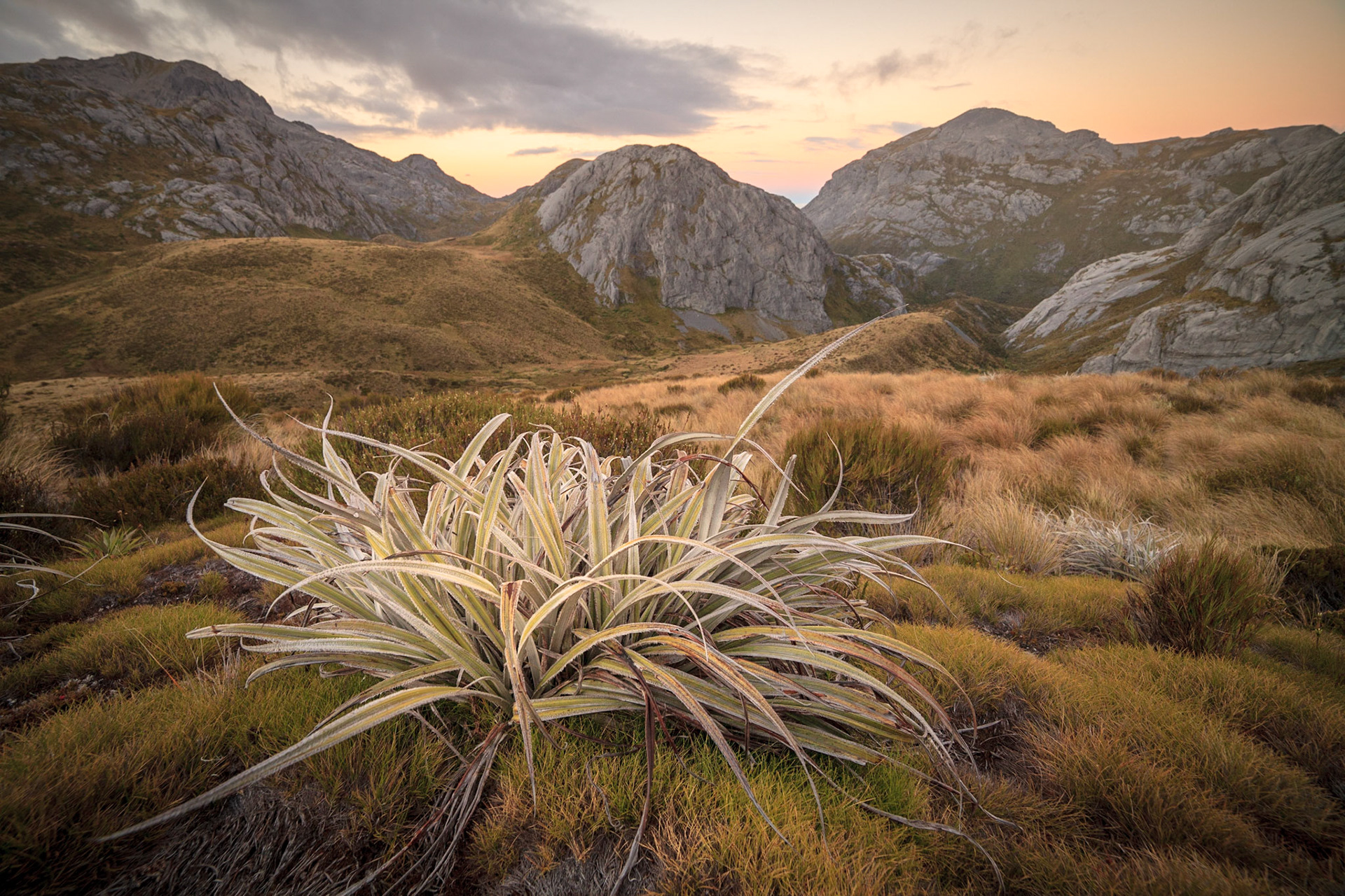 Near Mt Owen, Kahurangi NP
