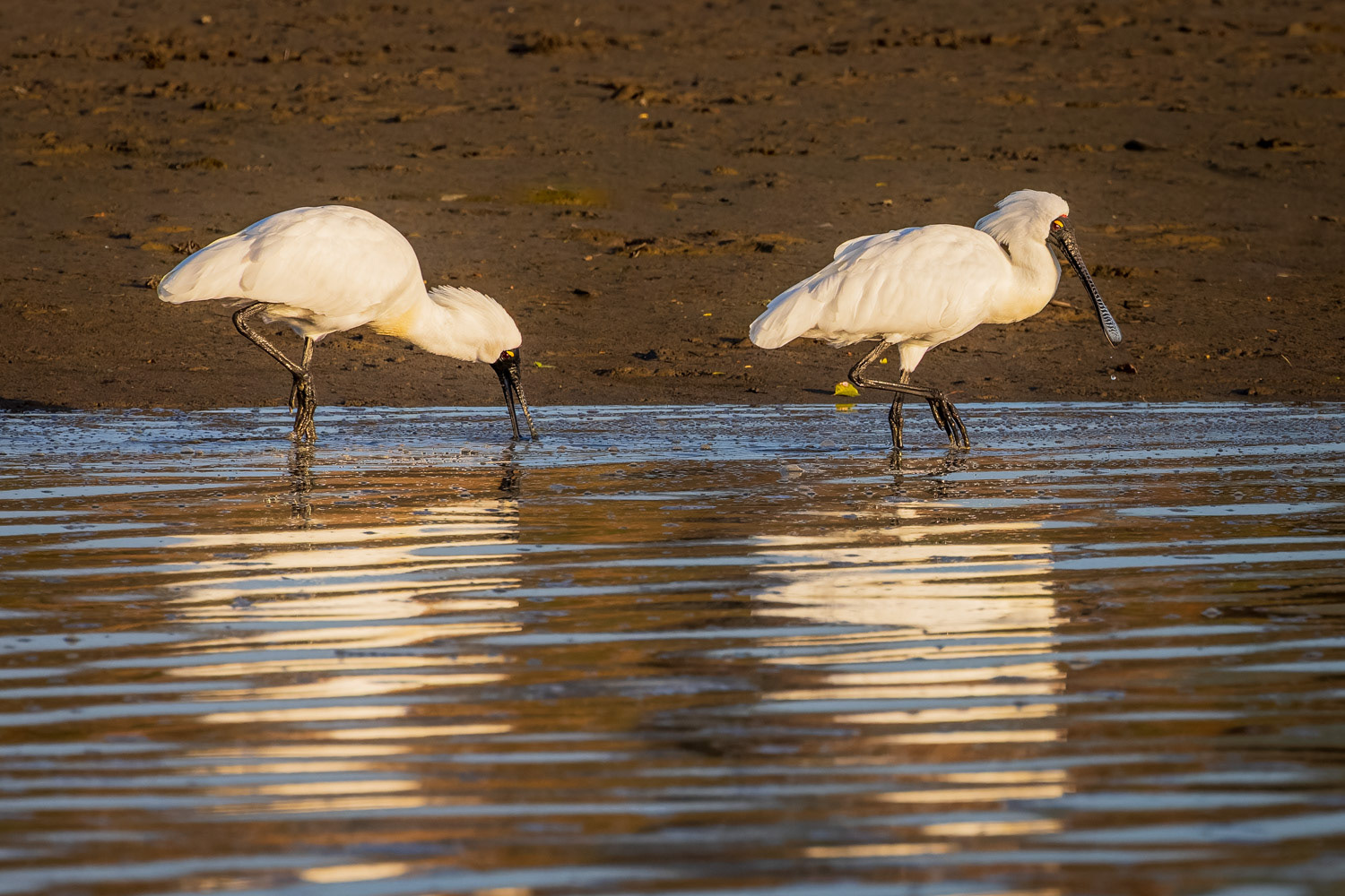 Royal spoonbills - Waikanae Estuary