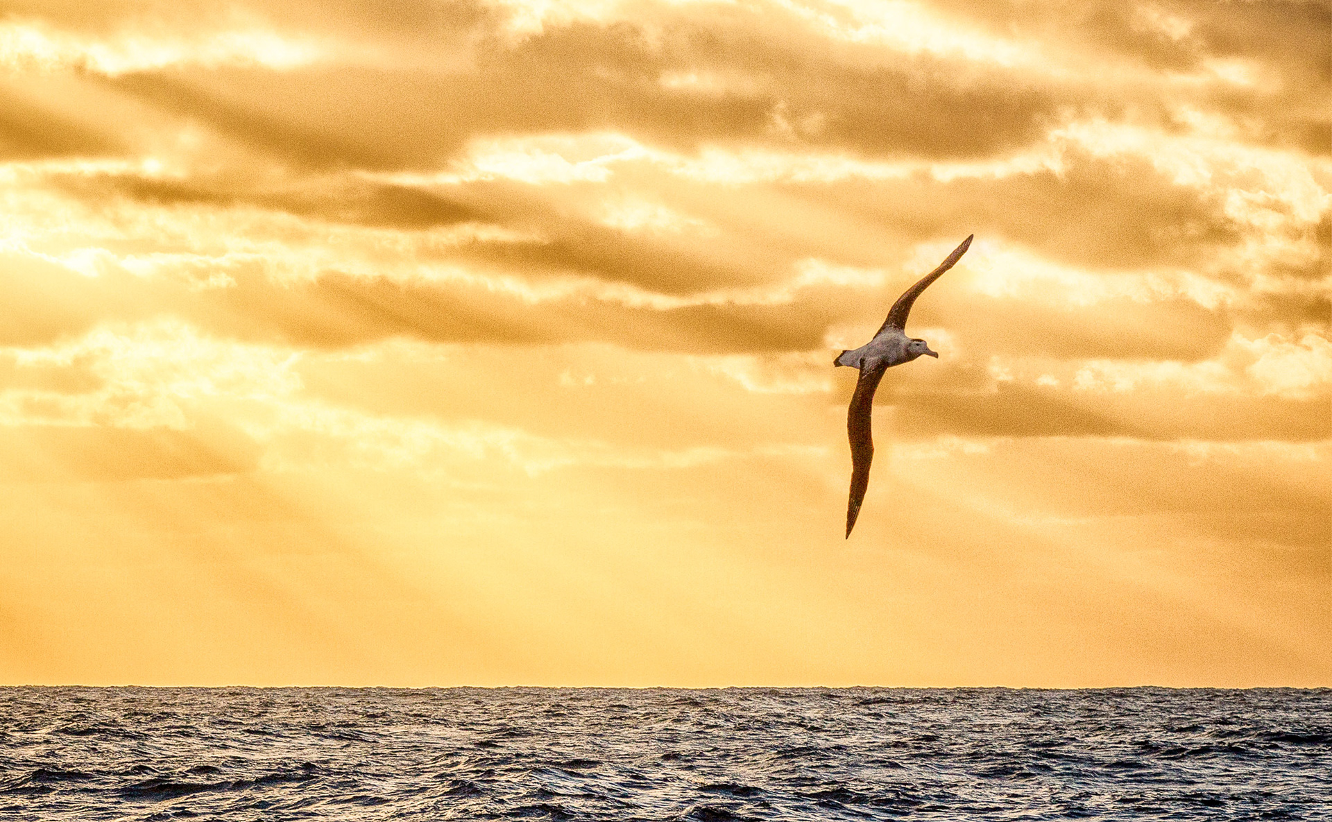 Wandering albatross / toroa ingoingo - near Auckland Islands