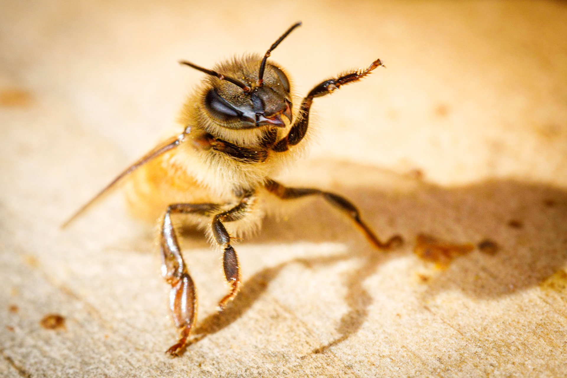 #2: Guard bee defending her hive