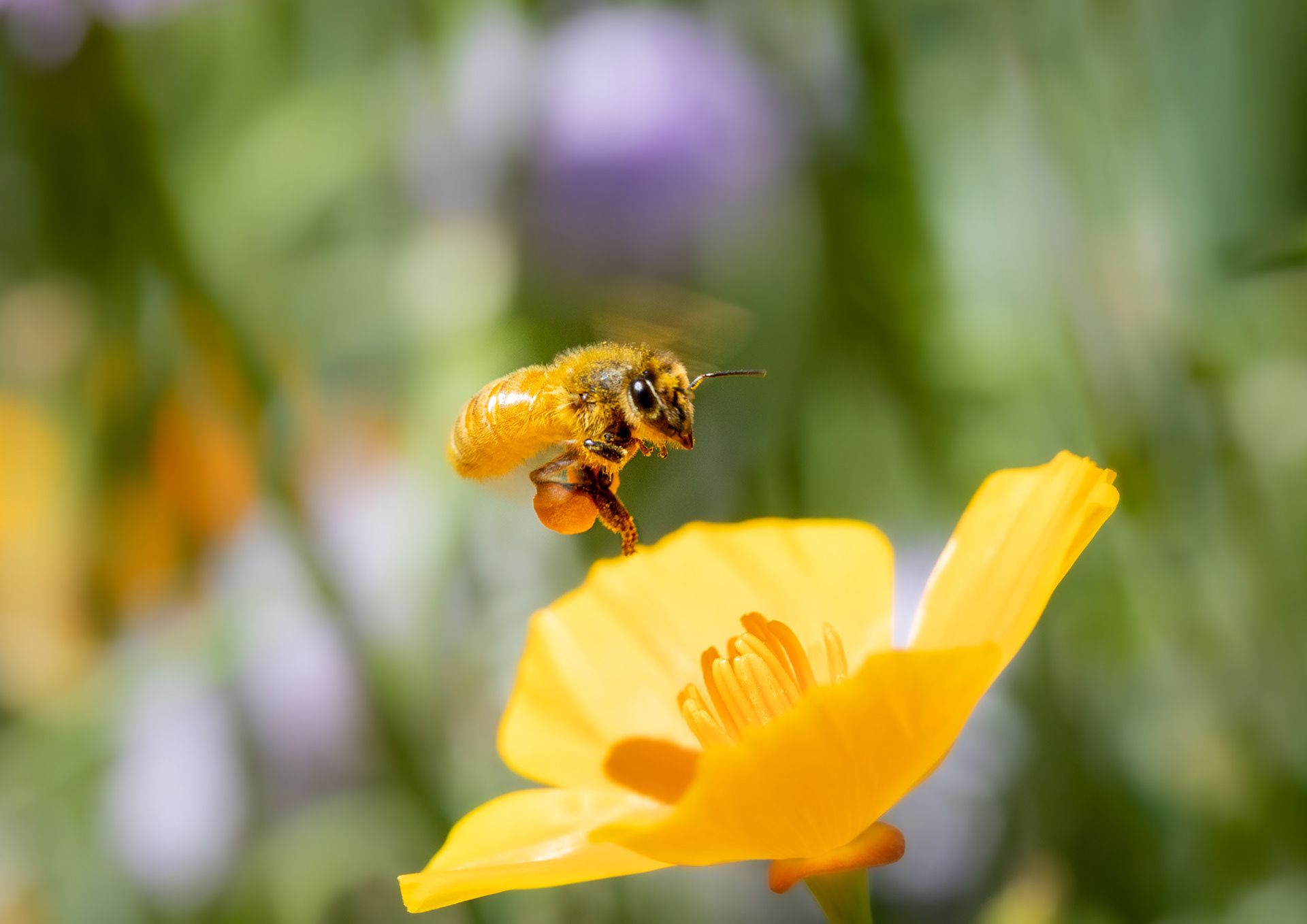 A picture familiar to many: a busy worker bees collecting nectar and pollen.