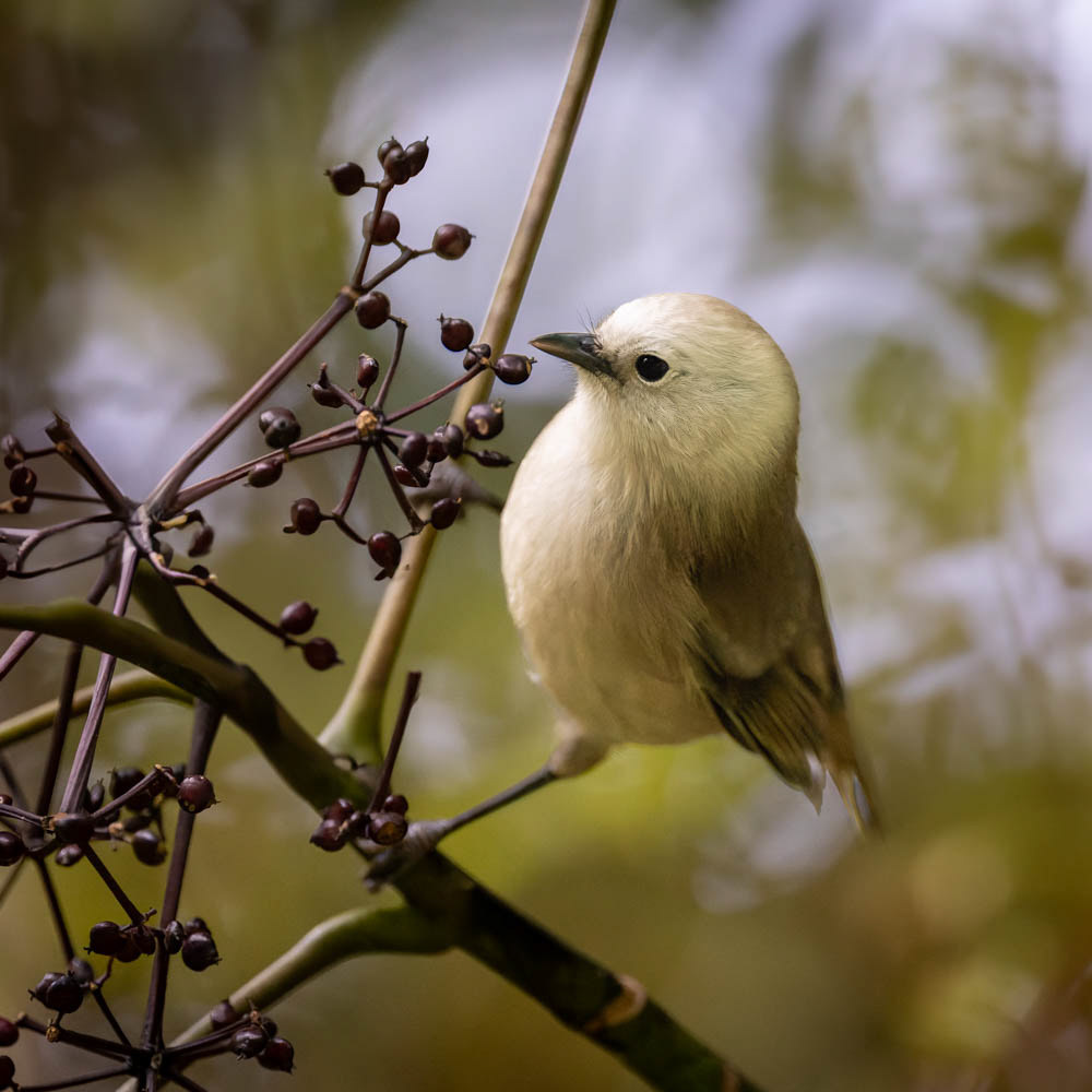 Popokotea (whitehead) - Kapiti Island