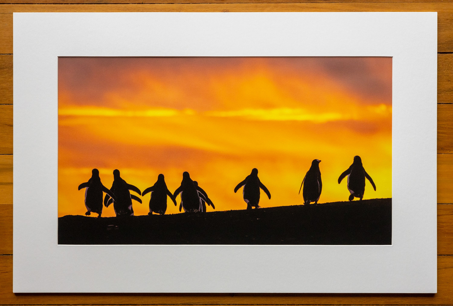 Marching home. I captured some of my favourite bird photos on a trip to the Falklands and South Georgia in November 2023. Here a group of gentoo penguins march back home on Sealion Island, Falklands after a successful day fishing.