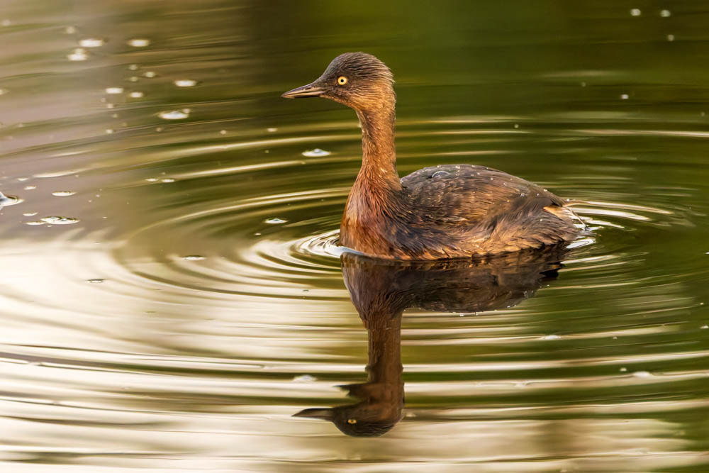 Weiweia -(dabchick) - Waikanae estuary