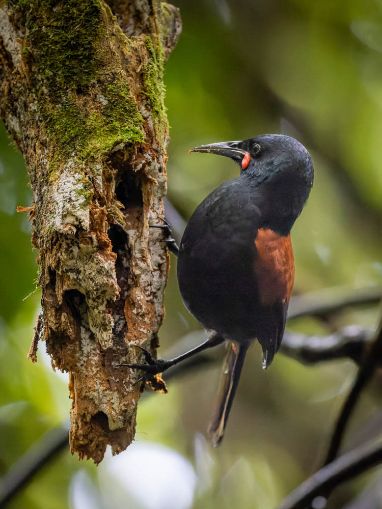 Tieke (saddleback) - Zealandia