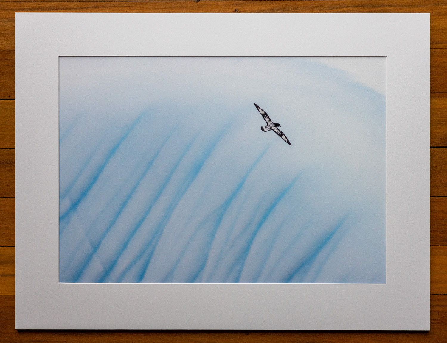 Black on white. Cape petrels were common in the waters around South Georgia. Here one flies up the flanks of an iceberg.