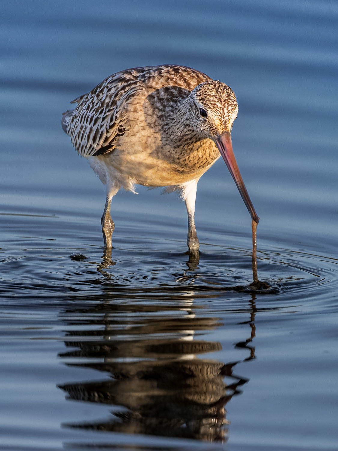 Koaka / bar-tailed godwit - Waikanae Estuary