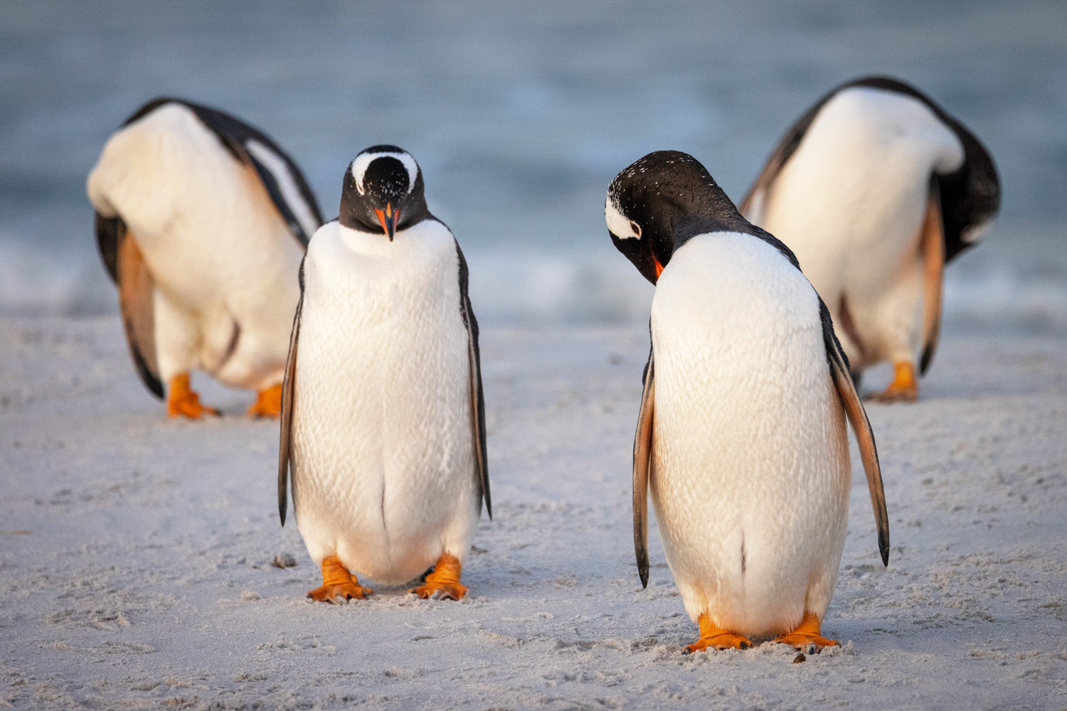 Gentoo penguins preening after returning from a foraging trip (and avoiding orcas!).