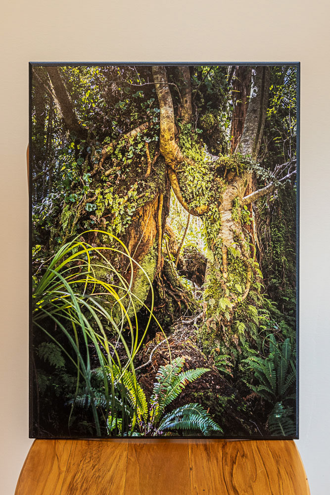 Forest grotto, Tararuas