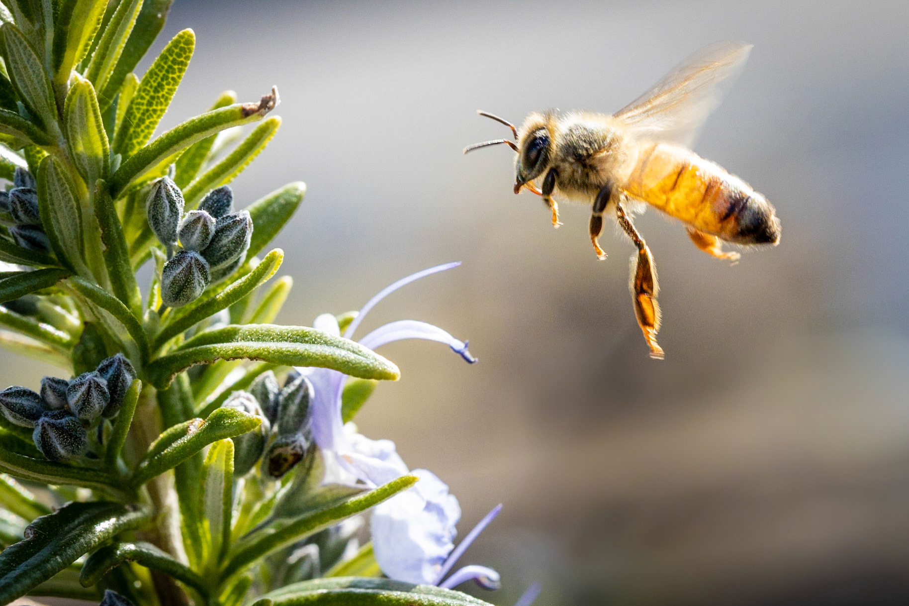 #19: Industrious honeybee