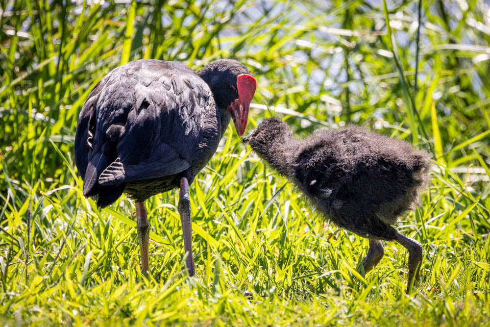 Pukeko - Waikanae estuary