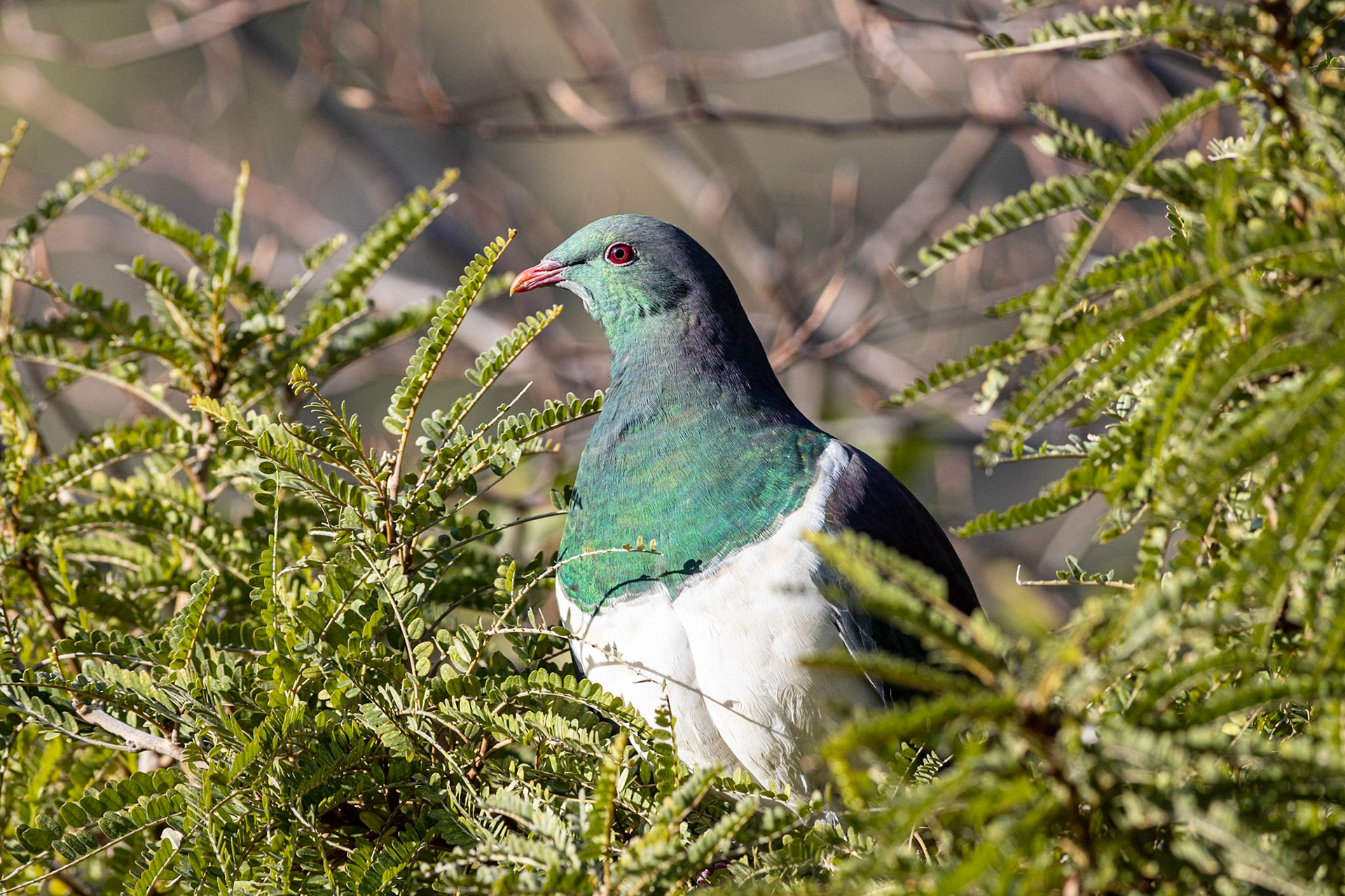 Kereru / wood pigeon