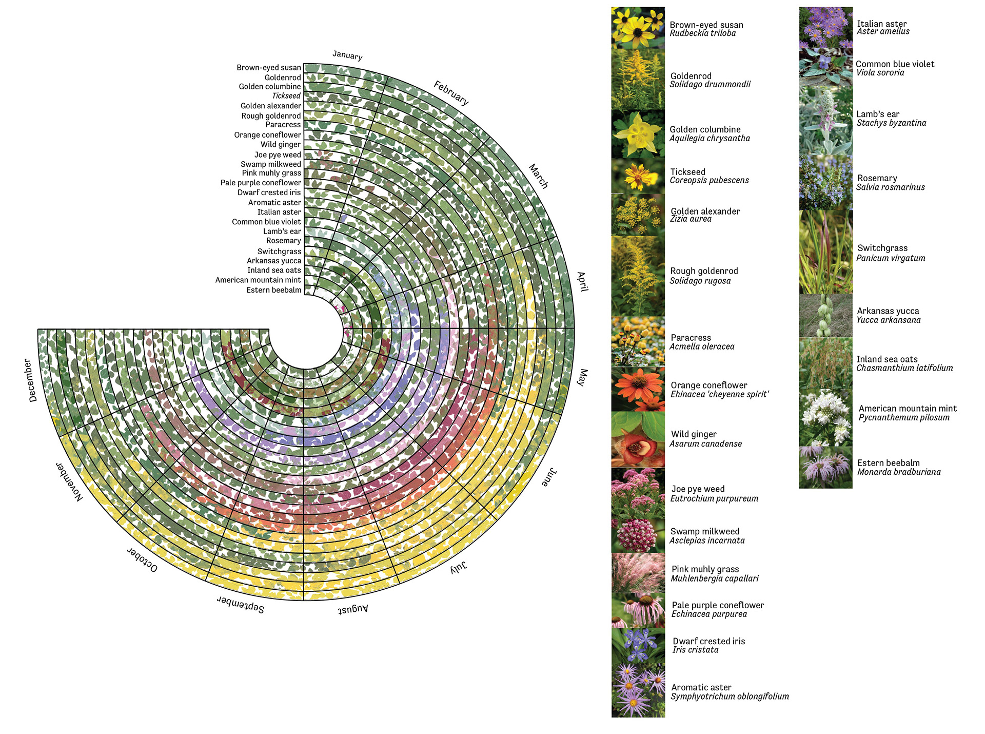 Pollinator Garden Sequence